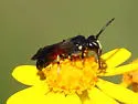 Hylaeus nelumbonis - photo 4
