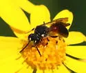Hylaeus nelumbonis - photo 5