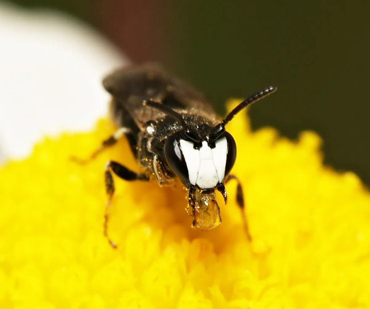 Black Masked Bee - photo 3