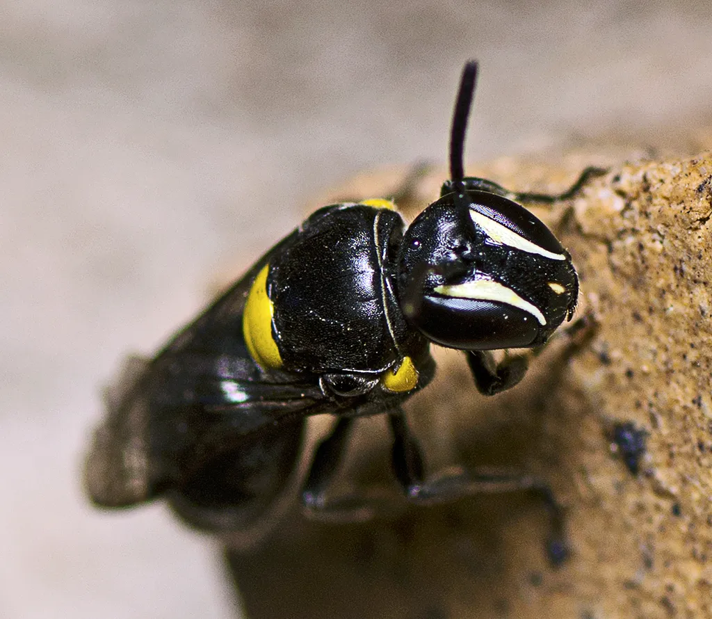 Cloudy Masked Bee