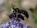 Hylaeus nunenmacheri
