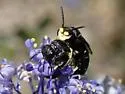 Hylaeus nunenmacheri - photo 2