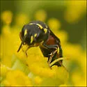 Hylaeus ornatus - photo 2