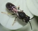 Hylaeus ornatus - photo 3