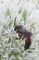 Hylaeus ornatus - photo 5