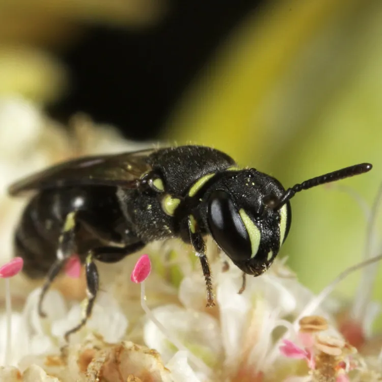 Buckwheat Masked Bee - photo 2