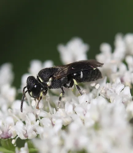 Punctate Masked Bee - photo 2