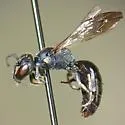 Hylaeus schwarzii - Hylaeus schwarzii
