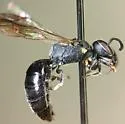 Hylaeus schwarzii - photo 2