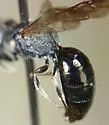 Hylaeus schwarzii - photo 3