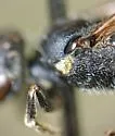 Hylaeus schwarzii - photo 5
