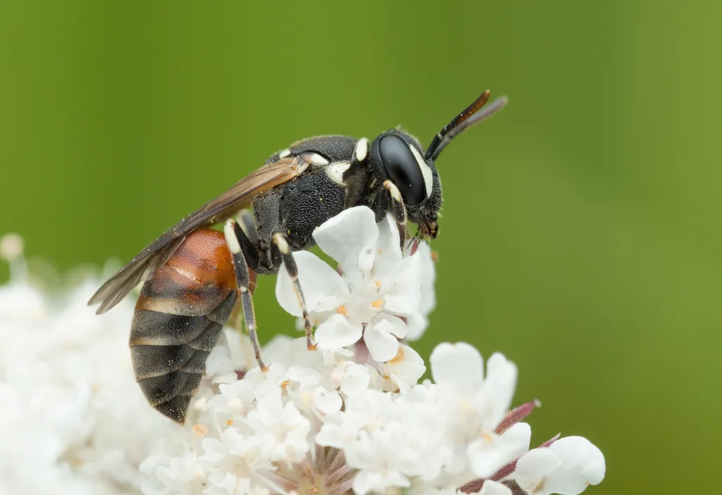 Variegated Masked Bee - photo 2