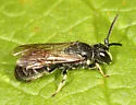 Vertical Masked Bee - Hylaeus verticalis
