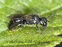 Vertical Masked Bee - photo 2