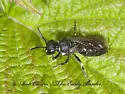 Vertical Masked Bee - photo 3