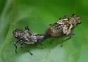 Hylaius oregonensis