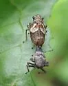 Hylaius oregonensis - photo 2