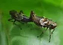 Hylaius oregonensis - photo 3