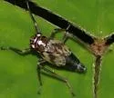 Hylaius oregonensis - photo 4