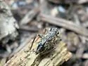 Hylaius oregonensis - photo 5