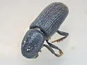 Hylastes gracilis - photo 4