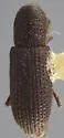 Hylastes longicollis