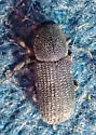 Douglas Fir Root Bark Beetle - photo 2
