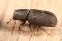 Hylastes opacus - Hylastes opacus