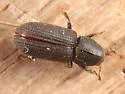 Hylastes opacus - photo 2