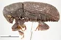 Hylastes opacus - photo 4
