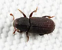 Hylastes opacus - photo 5