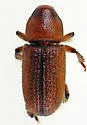 Hylastes salebrosus