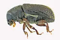 Clover Root Borer - photo 2