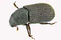 Clover Root Borer - photo 3