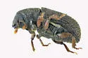 Clover Root Borer - photo 4