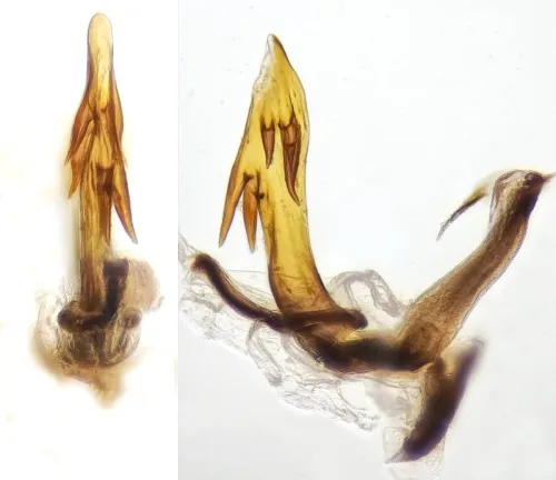 Hyledelphax elegantula - photo 2