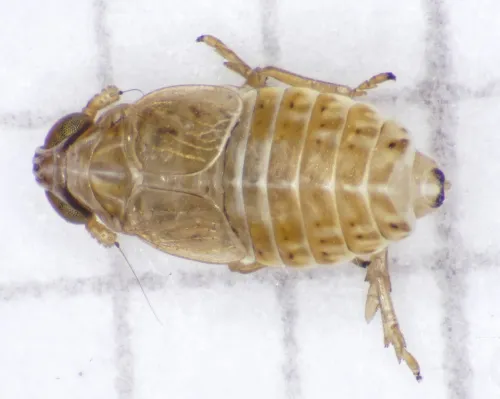 Hyledelphax elegantula - photo 3