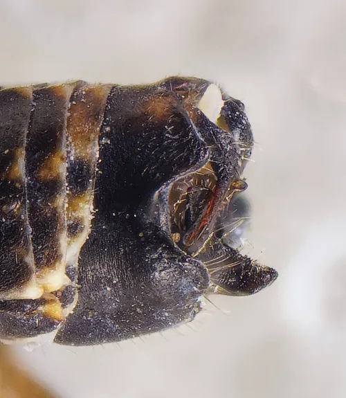 Hyledelphax elegantula - photo 4