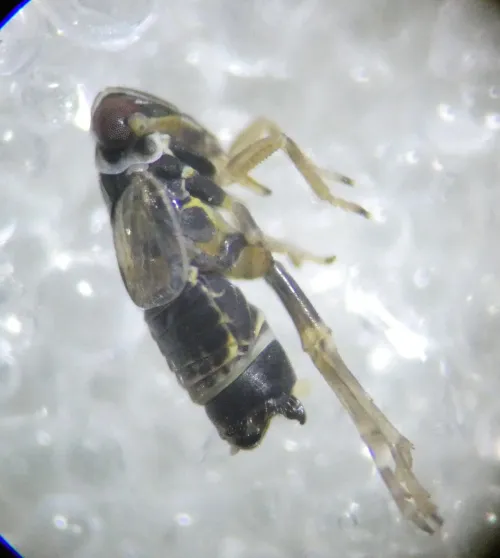 Hyledelphax elegantula - photo 6