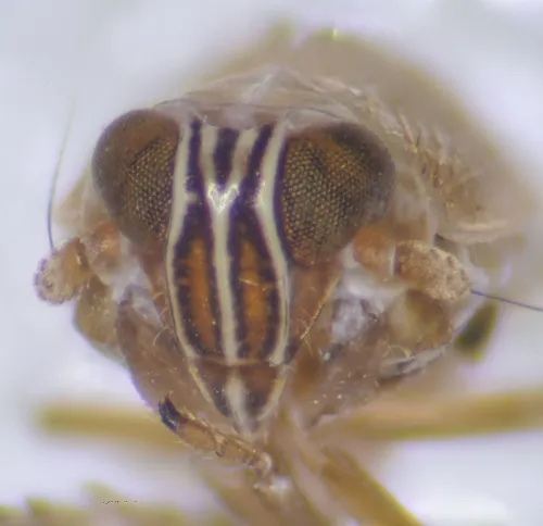 Hyledelphax elegantula - photo 8