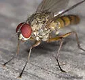 Hylemya alcathoe