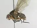 Hylemya alcathoe - photo 3