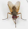 Hylemya alcathoe - photo 4