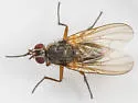 Hylemya alcathoe - photo 5