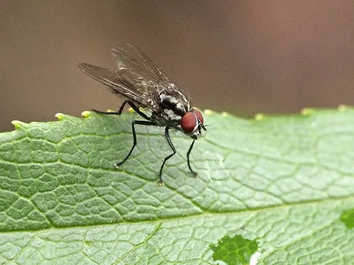 Hylemya latevittata