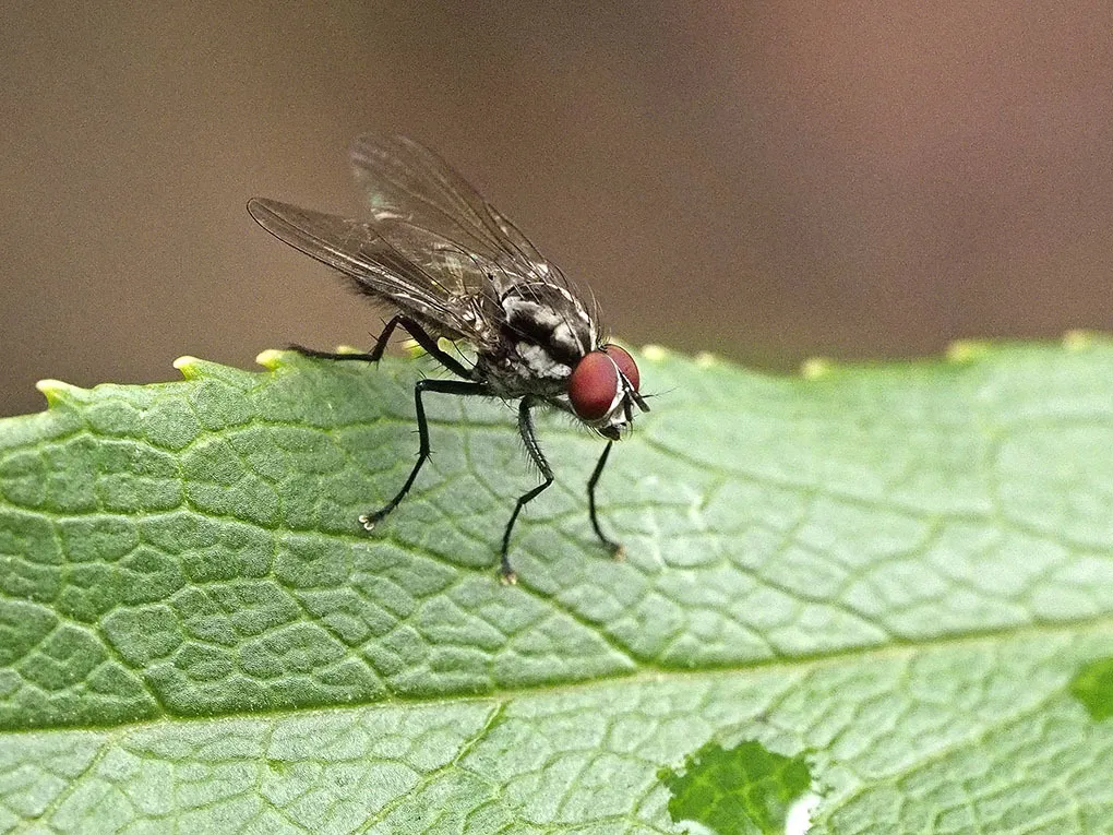Hylemya latevittata - photo 3
