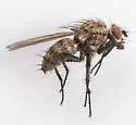 Hylemya urbica