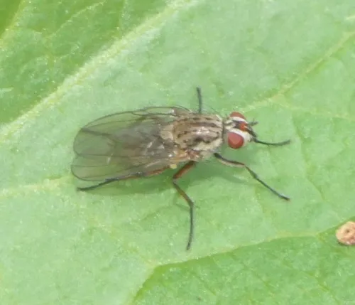 Hylemya vagans