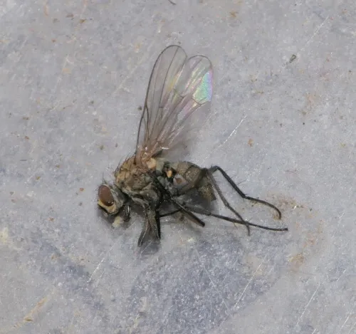 Hylemya variata