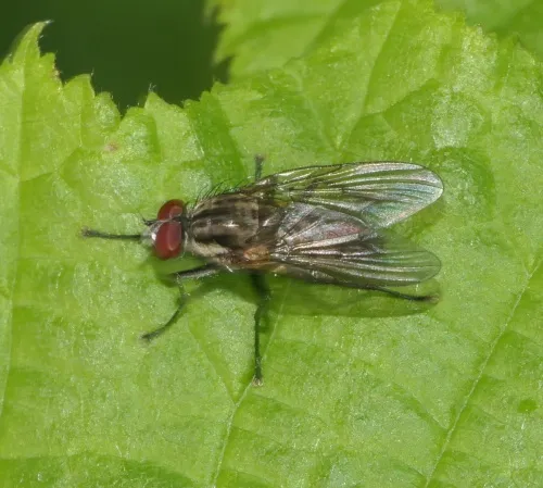 Hylemyza partita